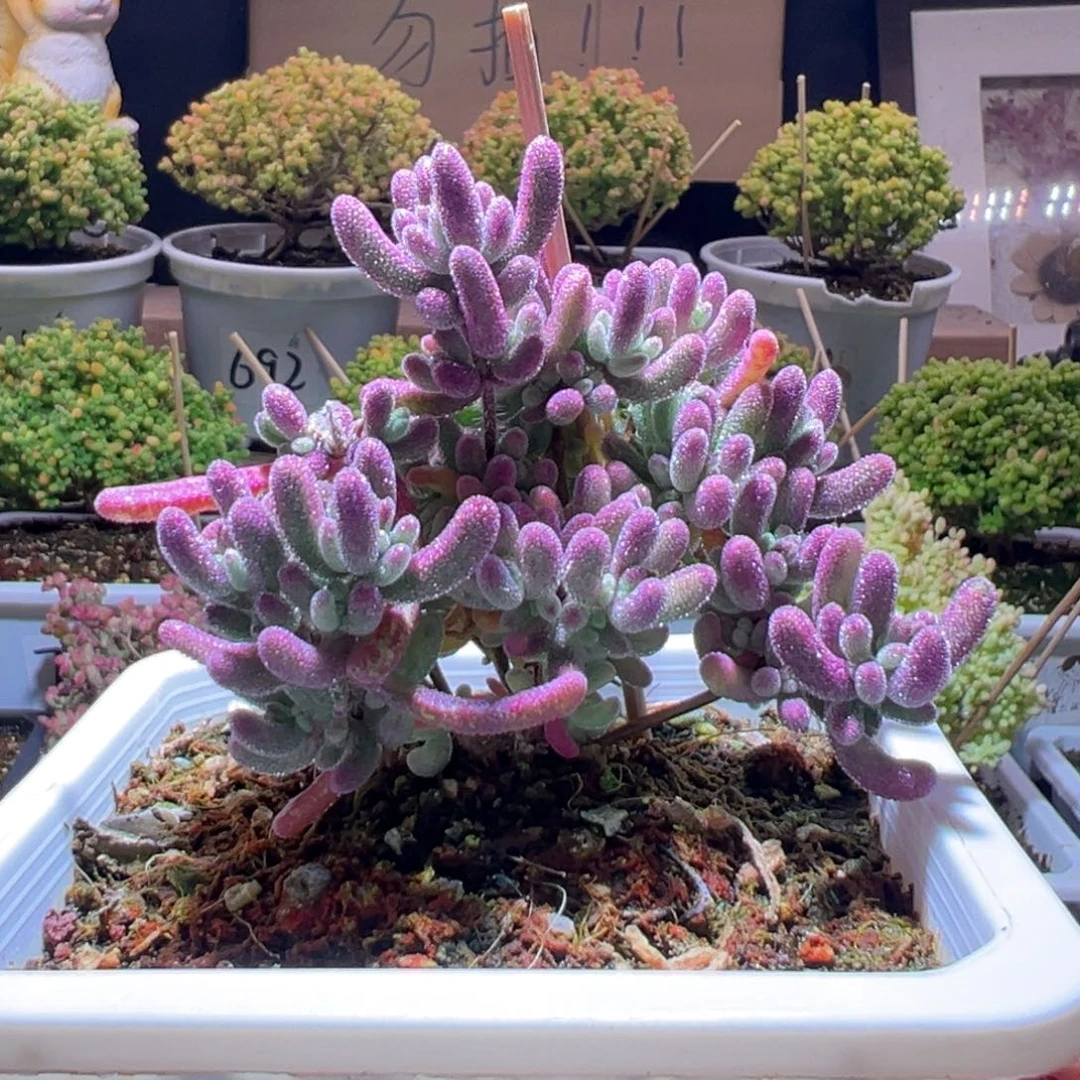 739紫闪光一物一拍包开箱