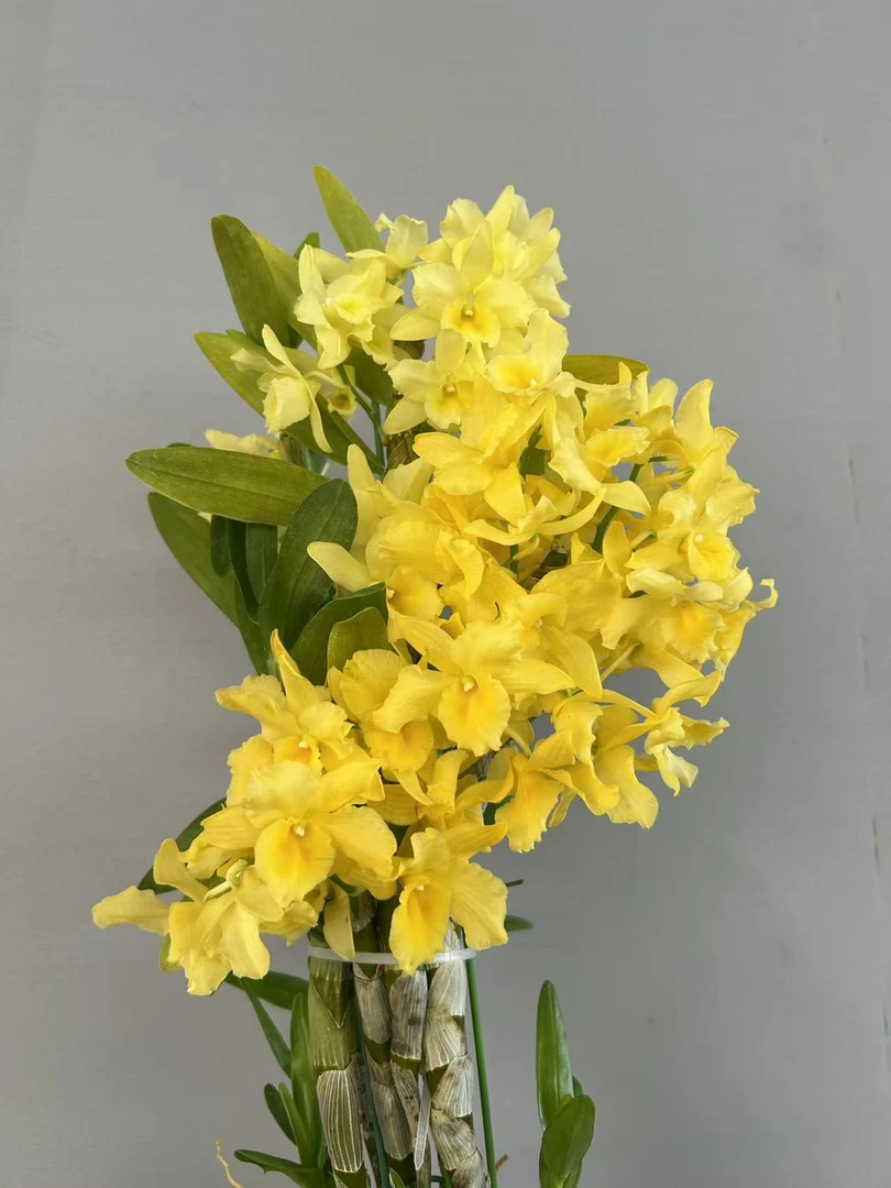 兰花 石斛兰 春石斛111《蜜糖》落叶开花型 原盆原土发货