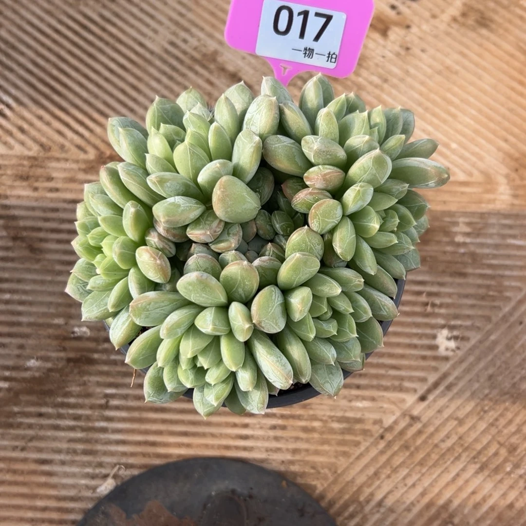 喜***蟹17、感谢更喜欢吃的