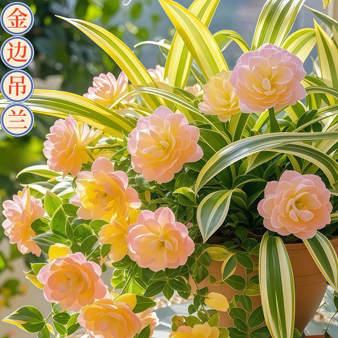 四季种植金边浓香吊兰花卉花盆栽绿植净化空气阳台客厅办公室养好