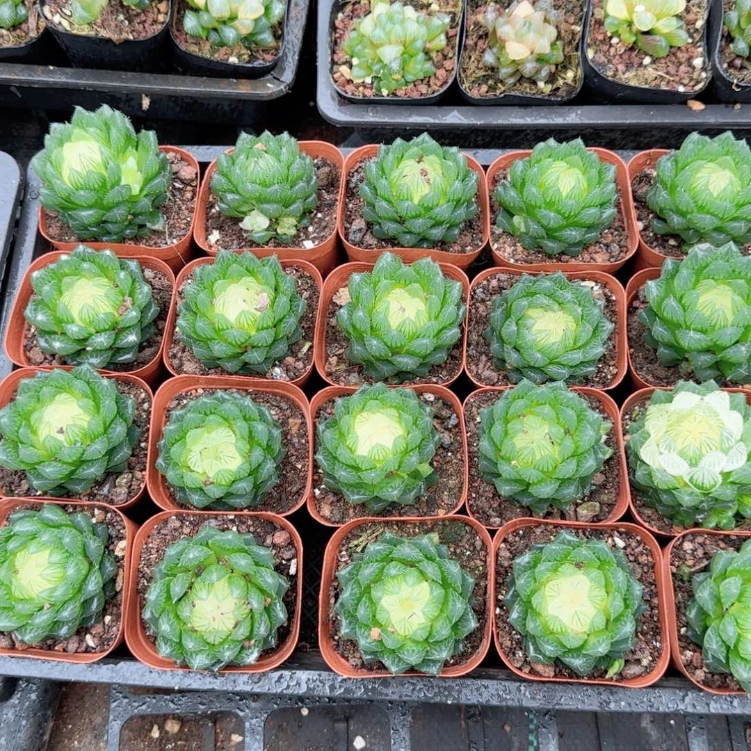 宝莲灯多肉植物一颗