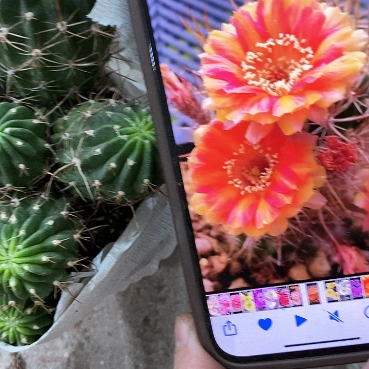 多头天生狂野，2578900