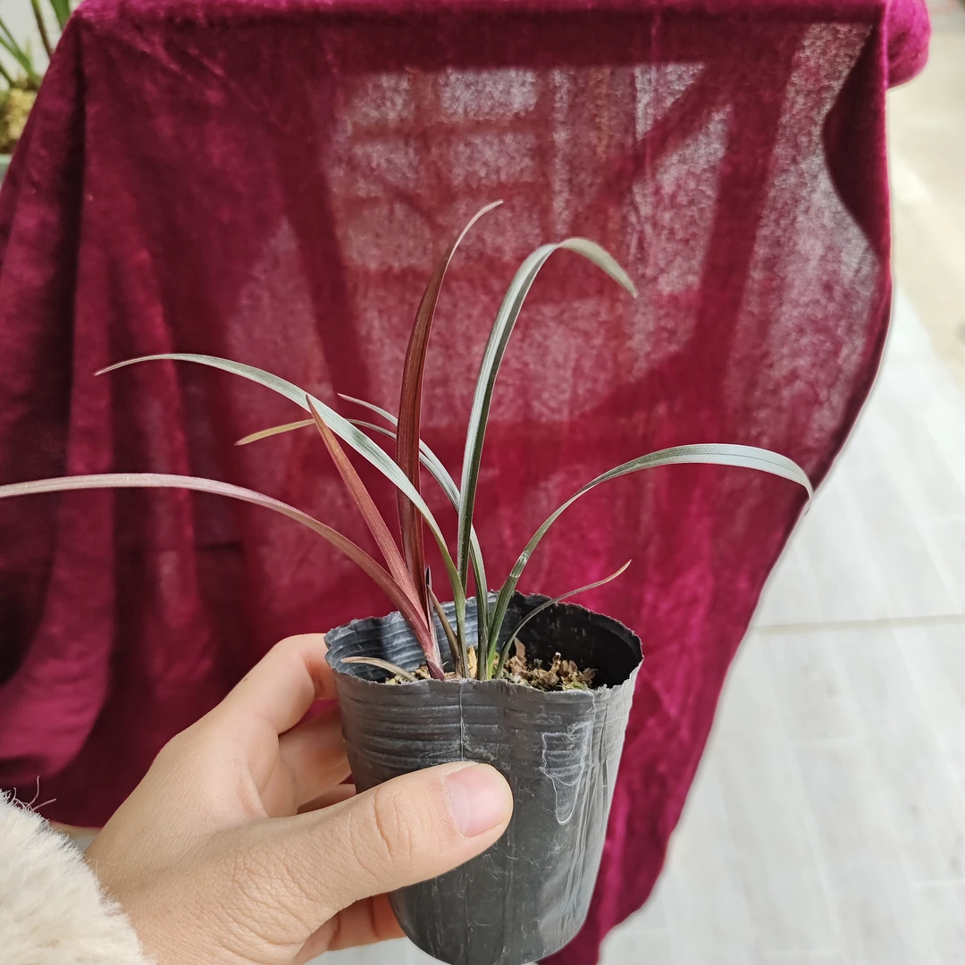 建兰小红草红荷矮种精致茶桌兰