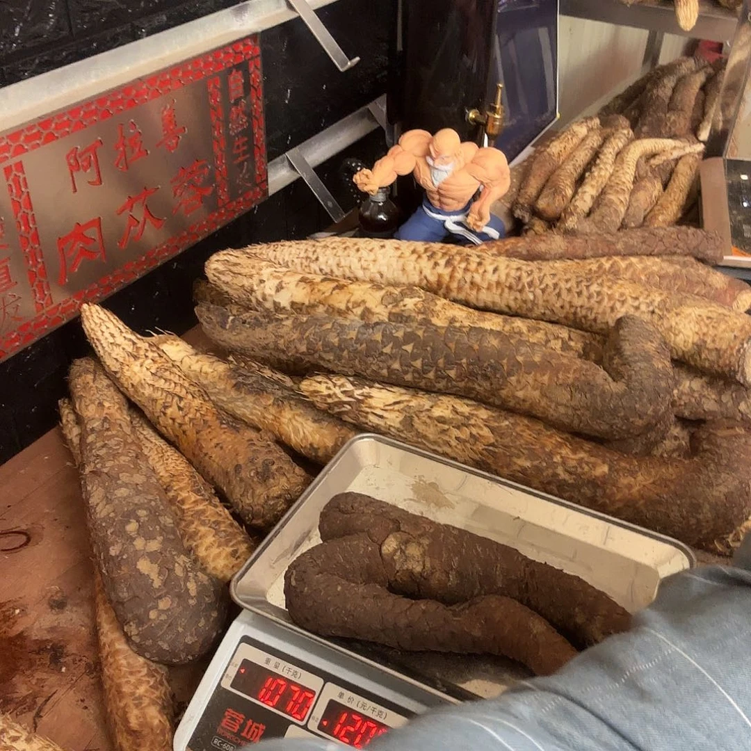 中国大陆阿拉善沙漠肉苁蓉