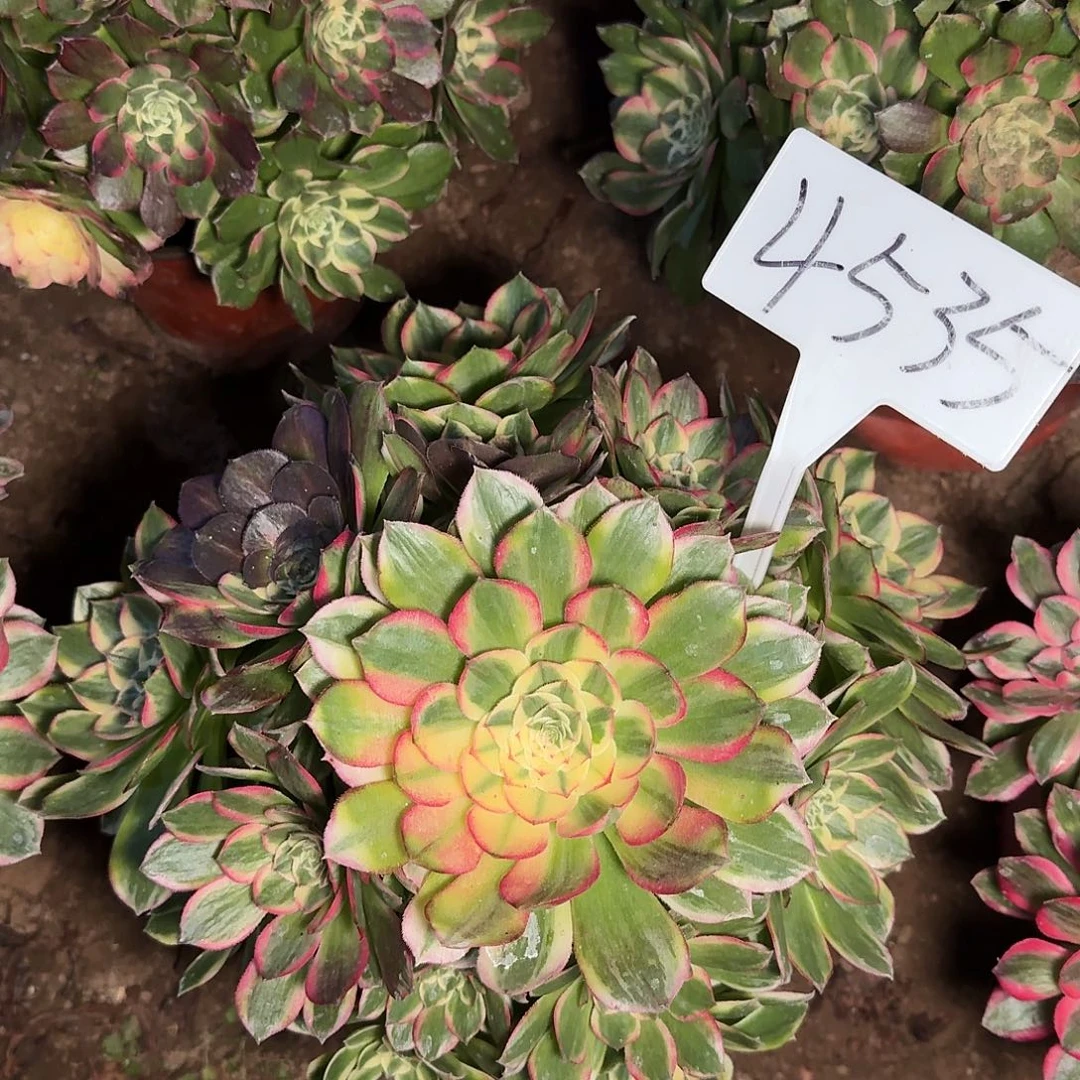 4535海王多肉法师多肉