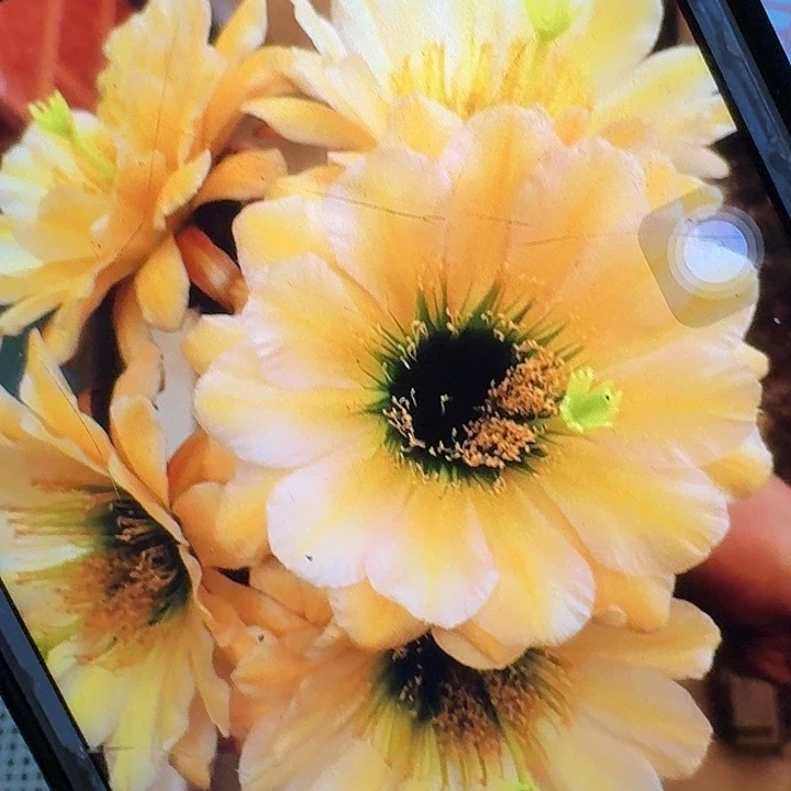 绿眼睛侧芽5公分左右毛花柱