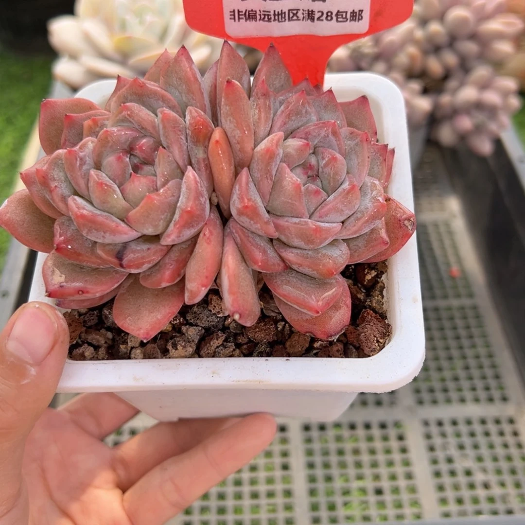 表妹精品多肉1602.