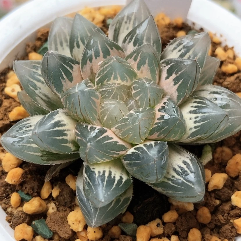 【闪购商品】无*龙爪锦79