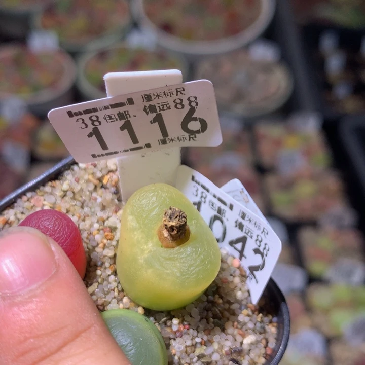 小***富zzz精品生石花1116