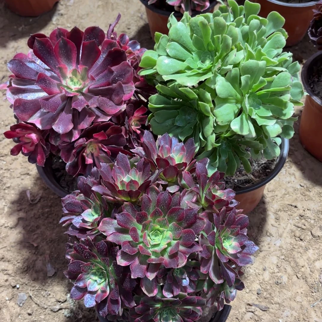 美杜莎安娜绿玫瑰绣球22.8