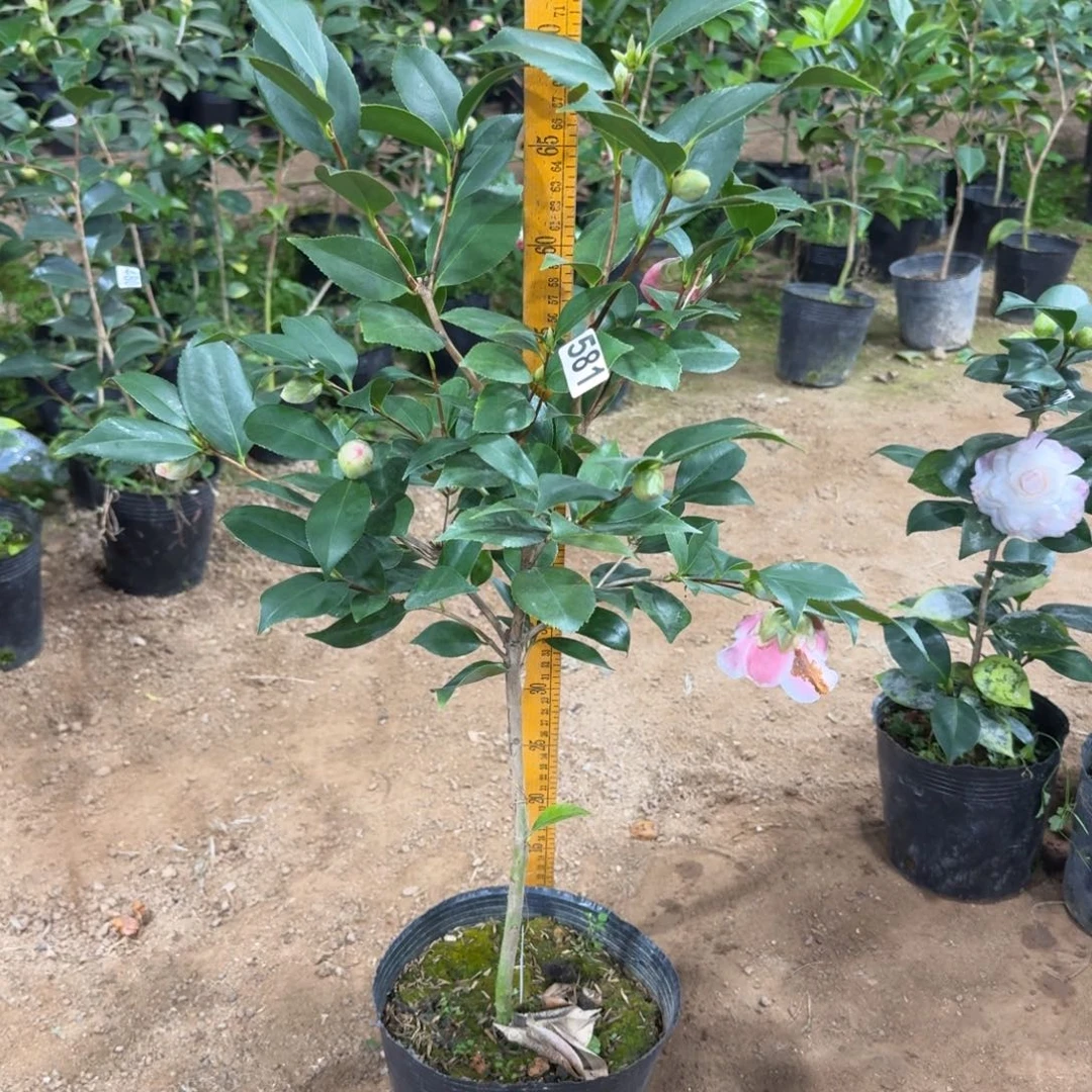 少量花朵（建议范围：2朵-5朵 或40%以下）581托五