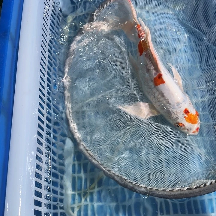 海水鱼锦鲤锦鲤锦鲤