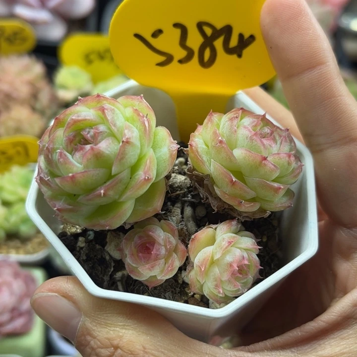 蔷薇珍妮4头群5384