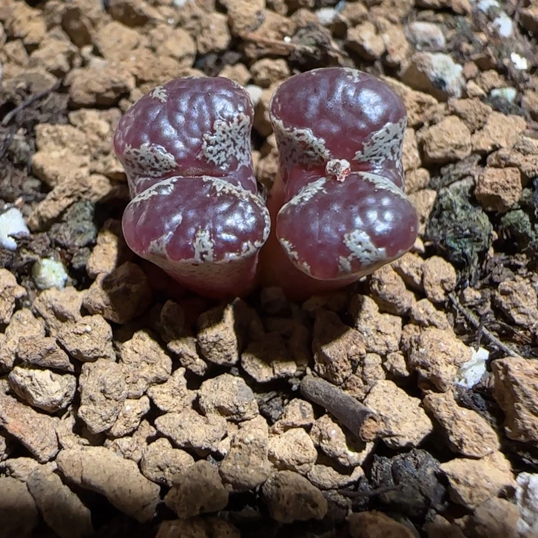 肉锥多肉植物组合-503蝴蝶