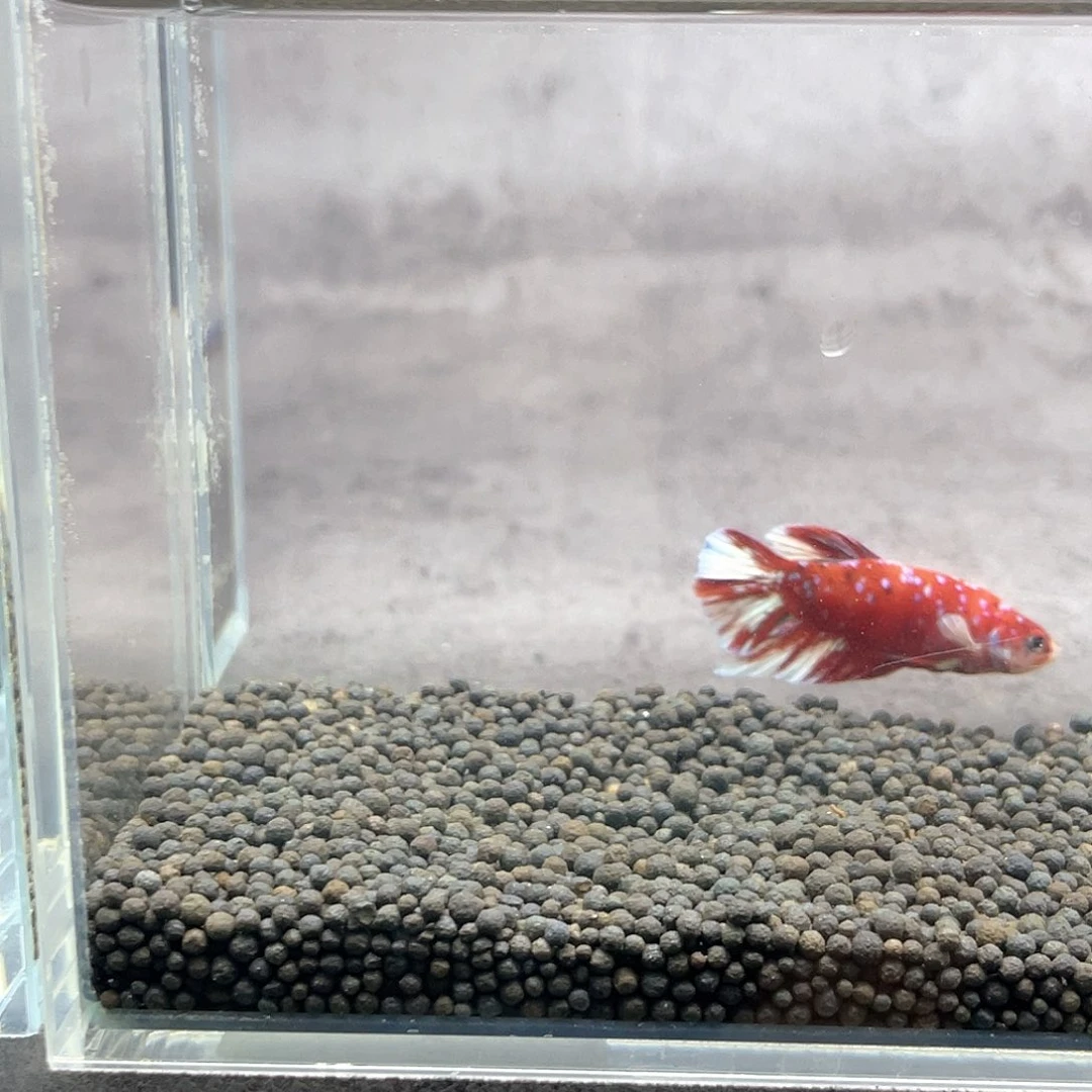 斗鱼不包邮首单补10运21