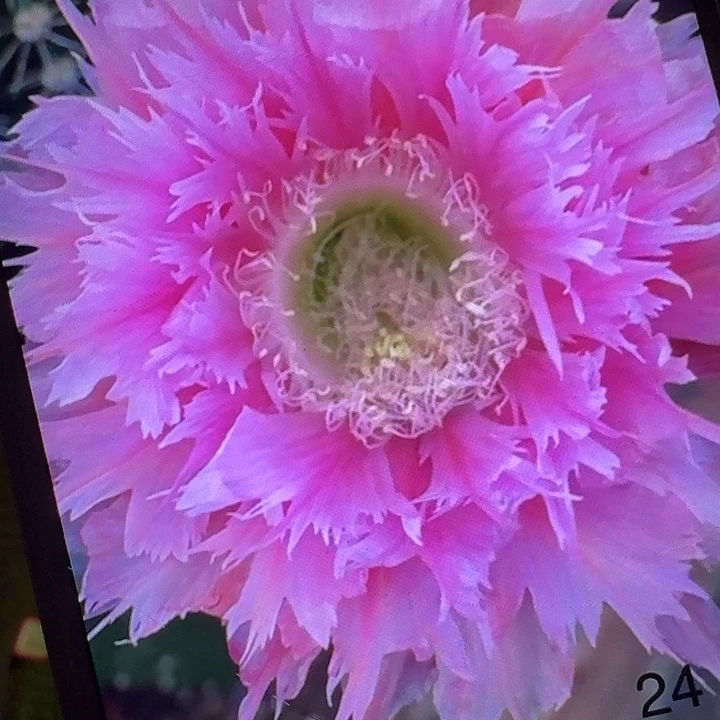 凤24号侧芽3公分左右彩草