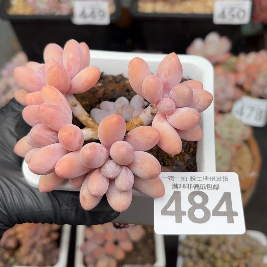 汤圆多肉无盆土发货