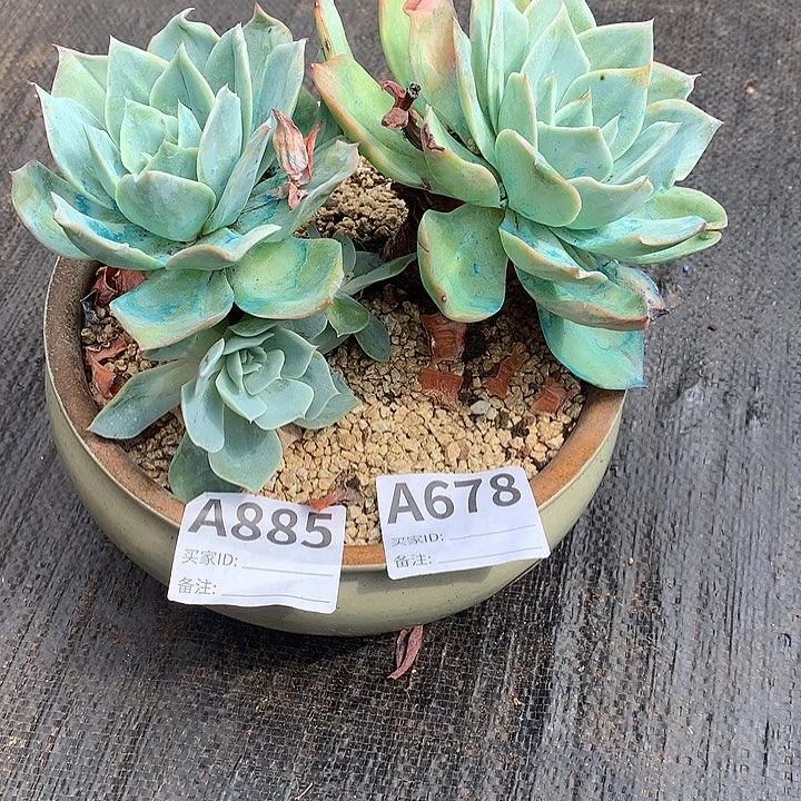 璐璐多肉一物一拍