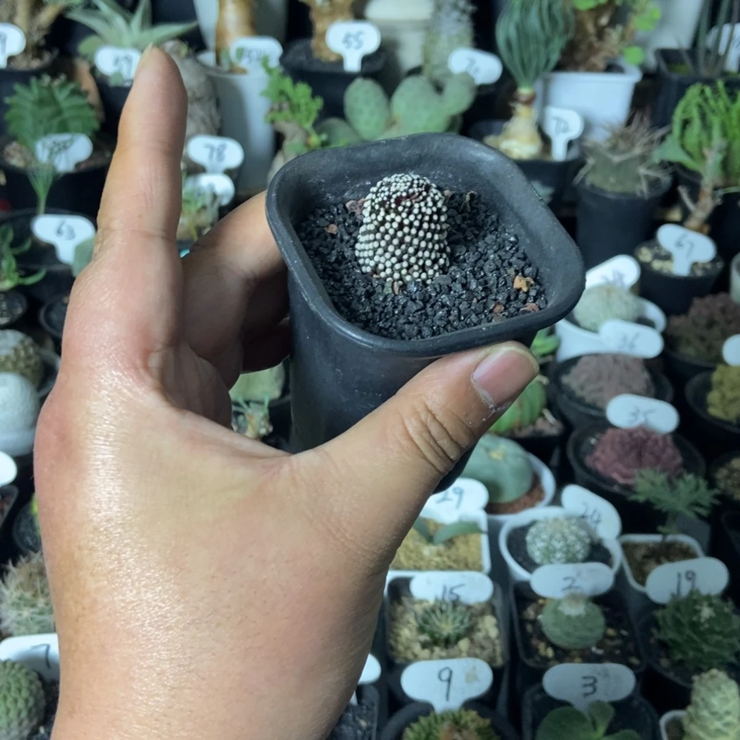 实生根紫皮松针牡丹