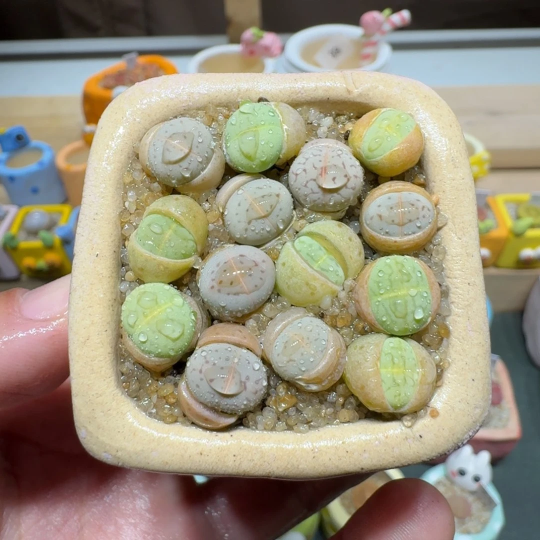 红陶蘑菇470大白