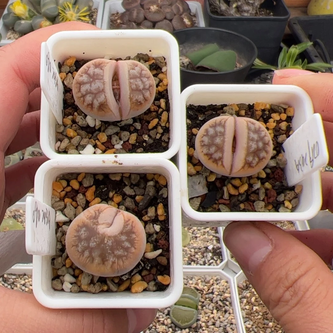 叉***ᐉ0124号243a 3颗 多肉植物