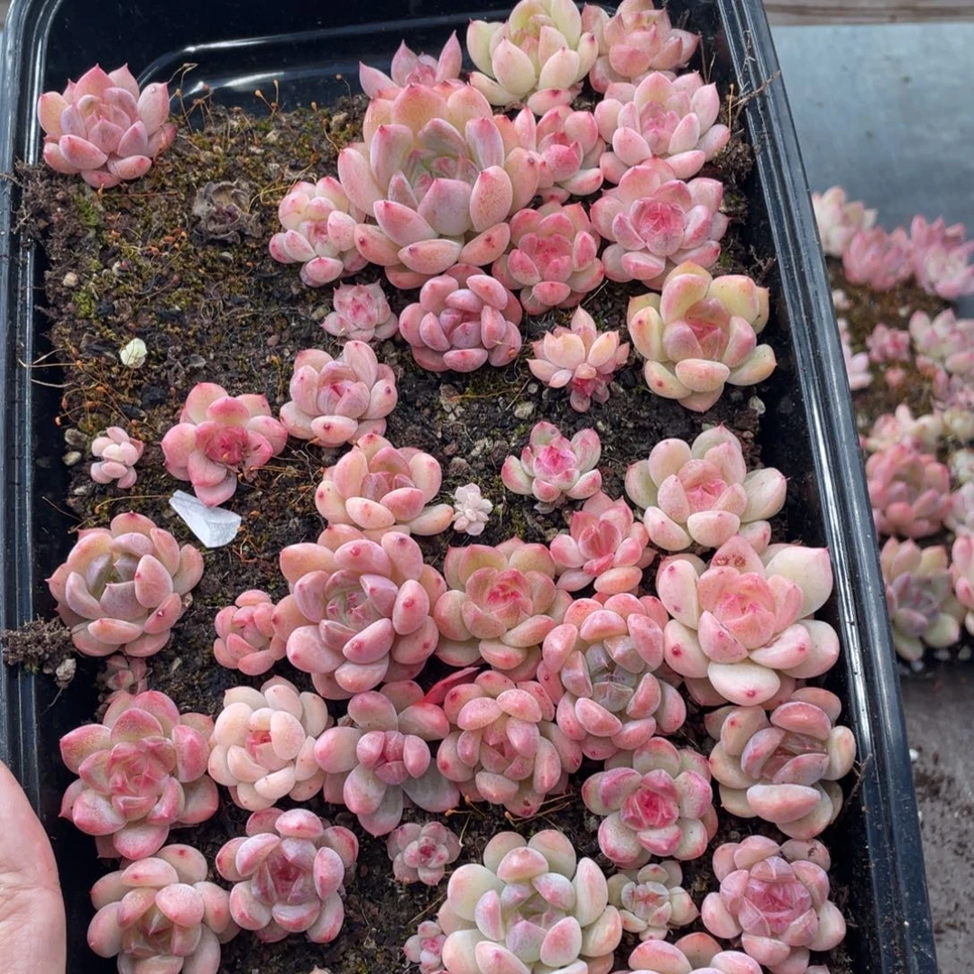 云糖心多肉植物294