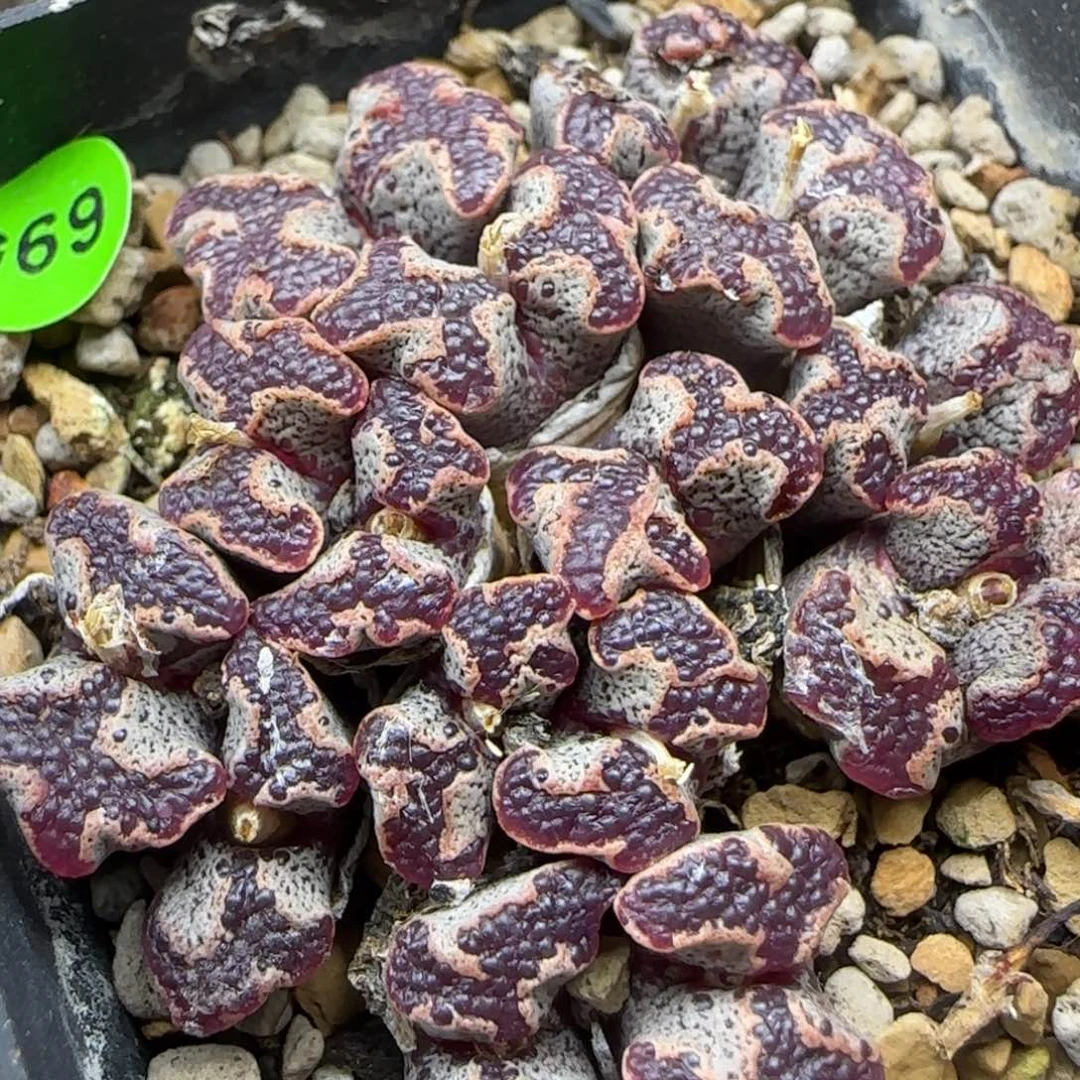 核桃超碟群多肉植物695
