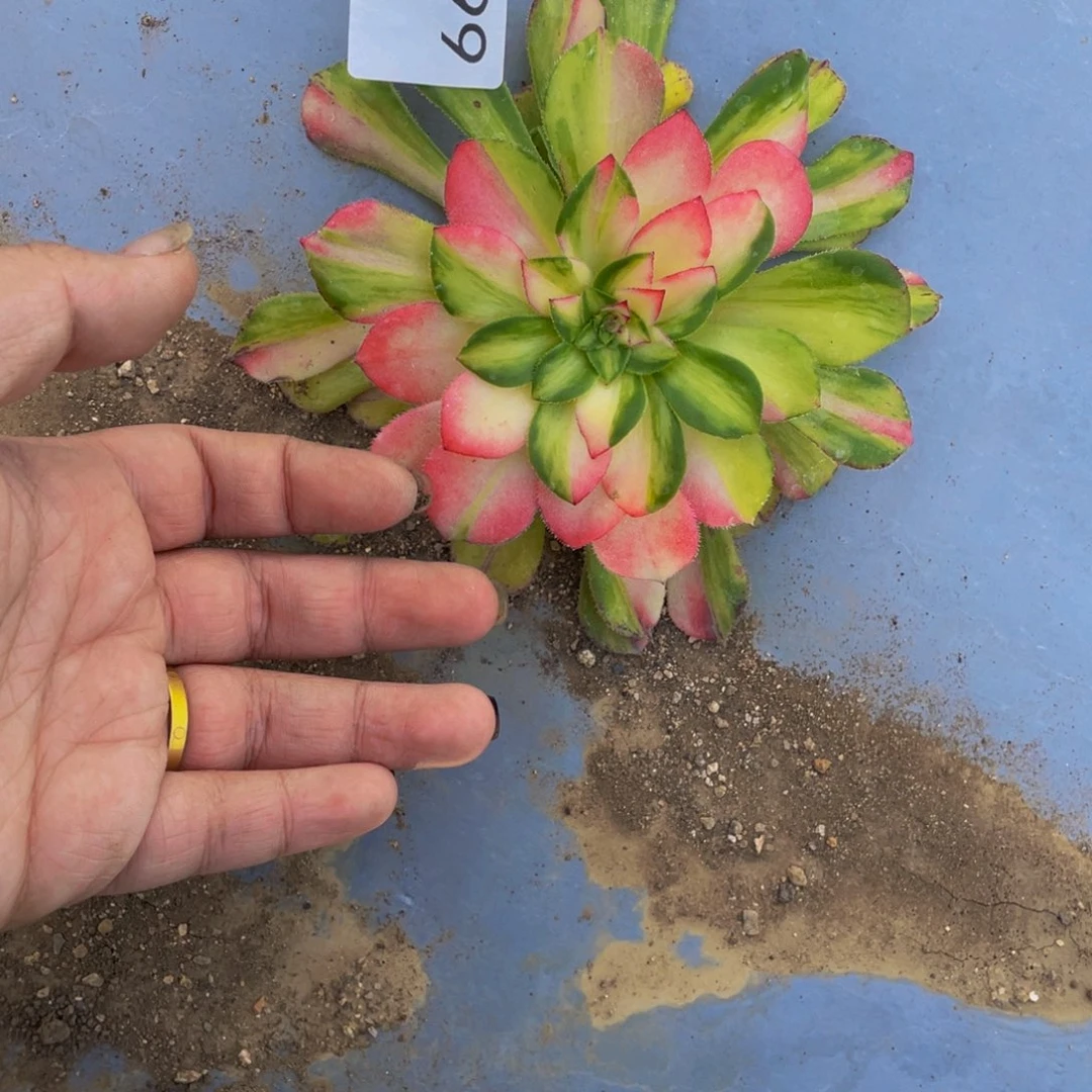 899知否多肉植物的