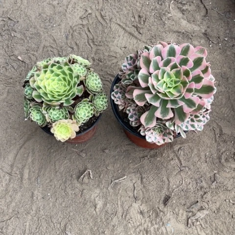 912多肉植物组合，