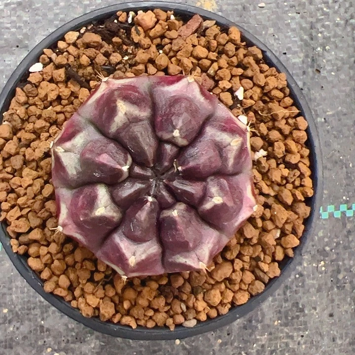 大部分开放少量花苞梦想