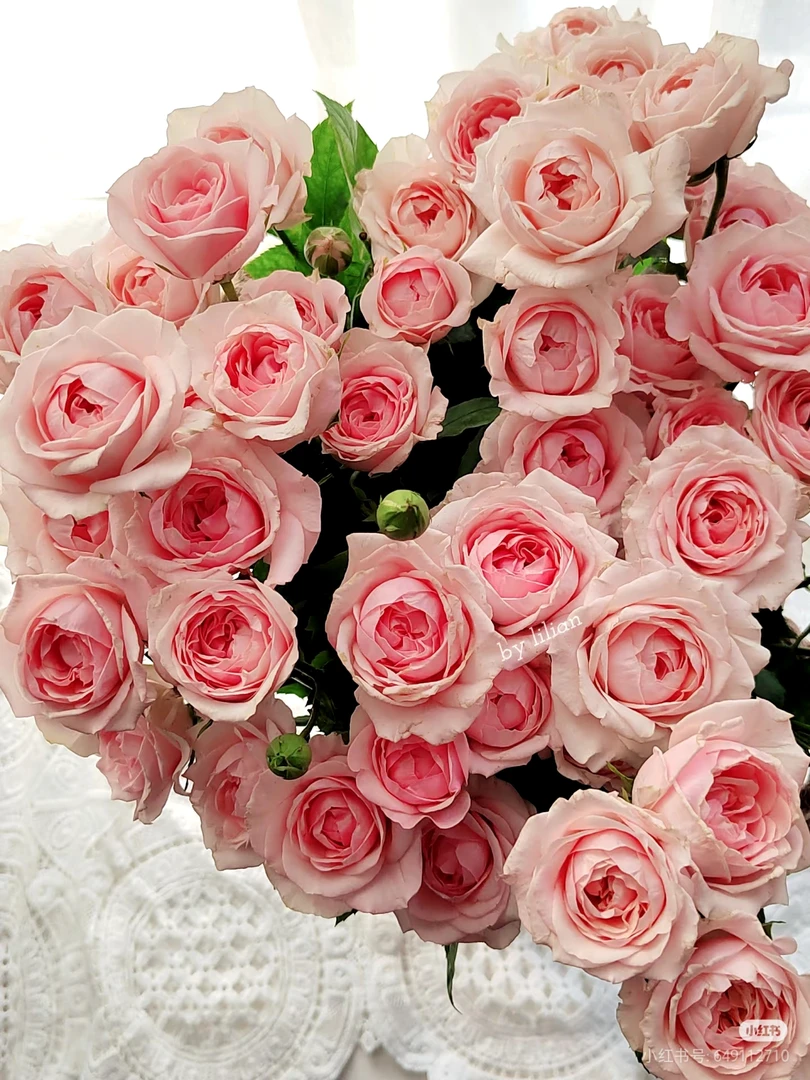 蜜桃千层玫瑰10支 两单包邮一单或低温不拍保温冻坏不售后