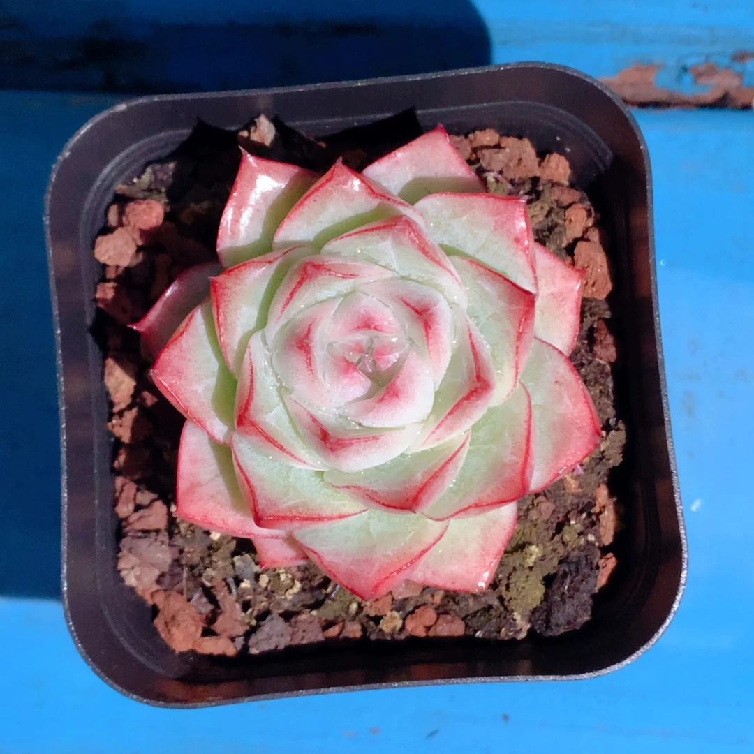 58包邮  群生不包整61