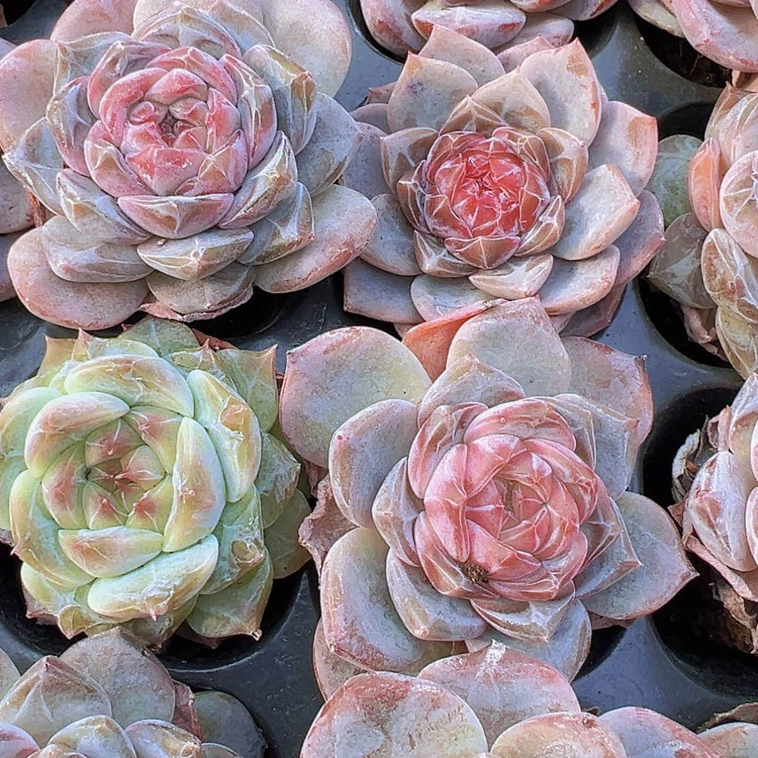 精品大冰魄苗3颗19包邮