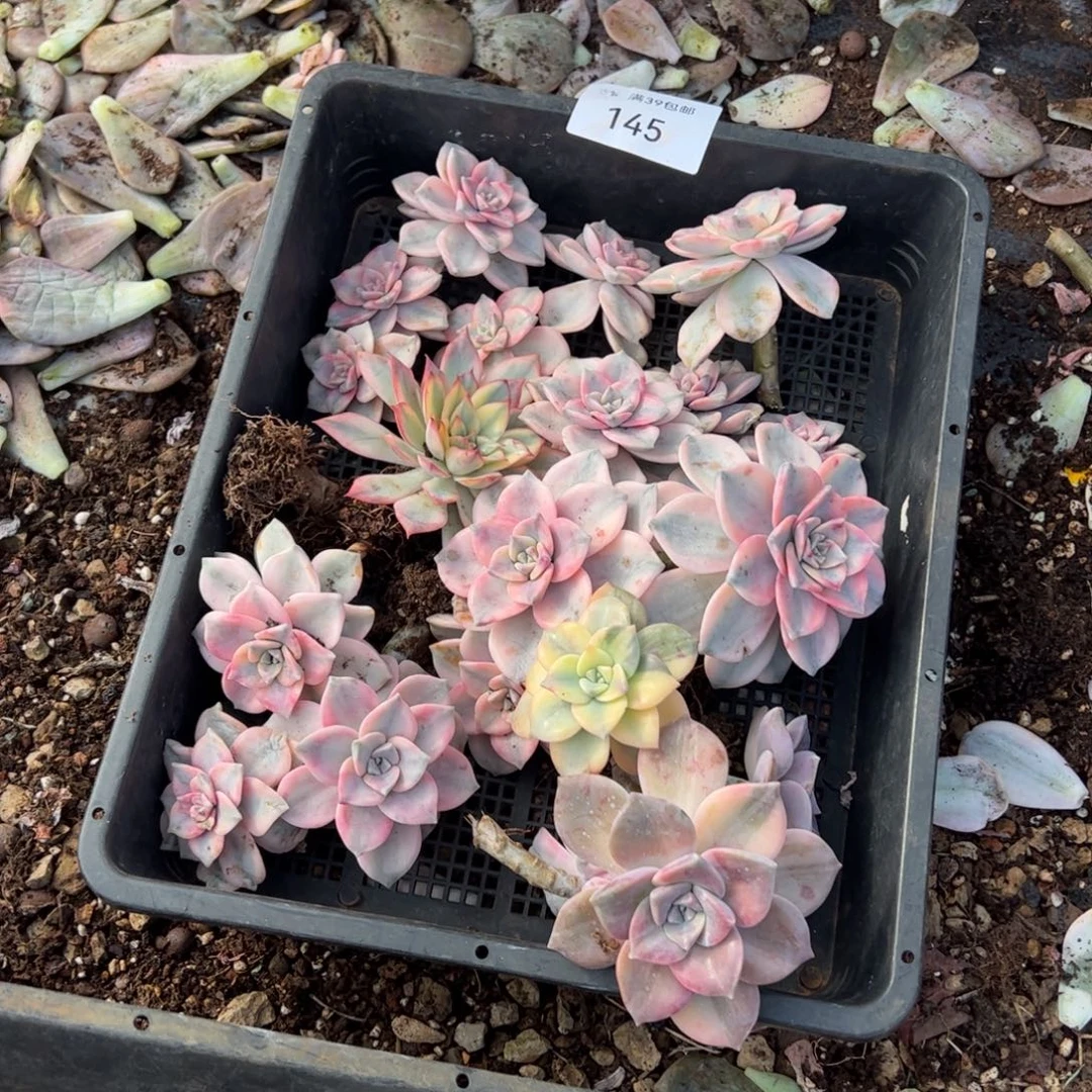 145紫乐锦老桩多肉植物