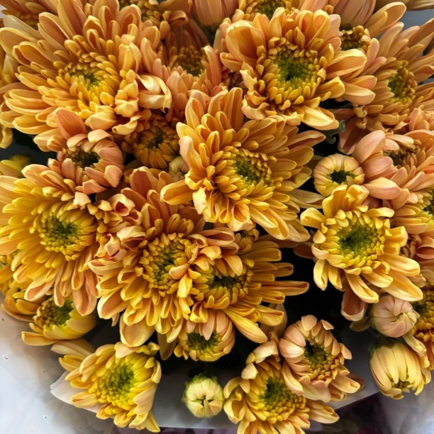 新品橙色大花 小雏菊9支+1支损耗