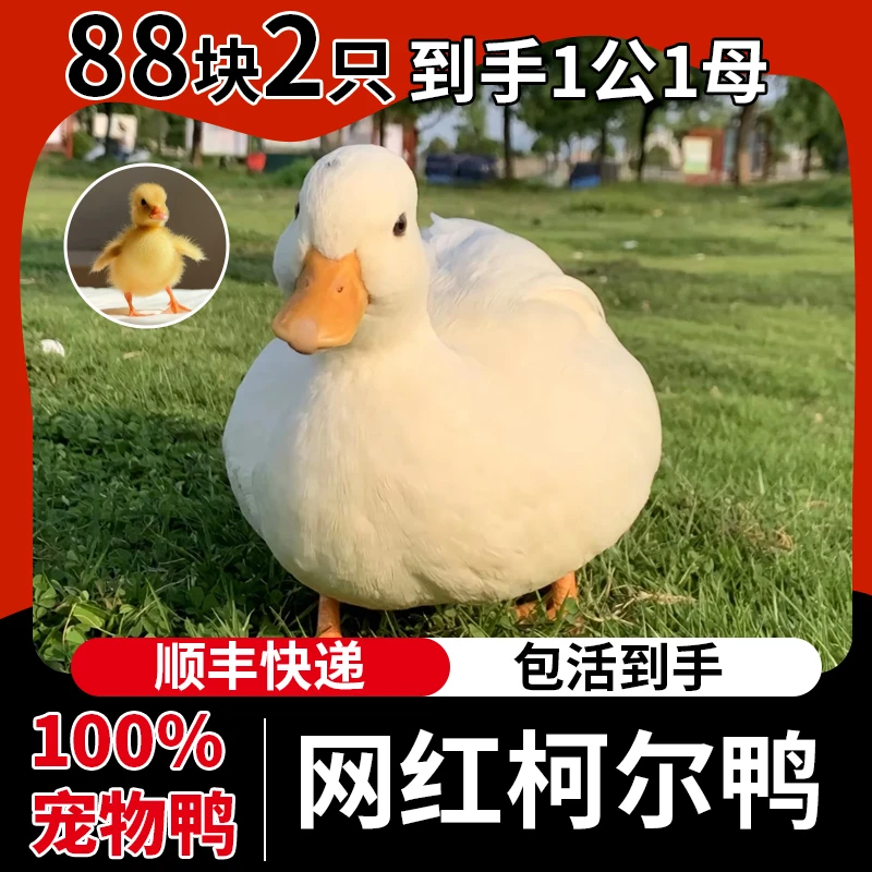 柯尔鸭活苗小鸭子幼崽活物宠物网红鸭活体小黄鸭活的鸭子活物