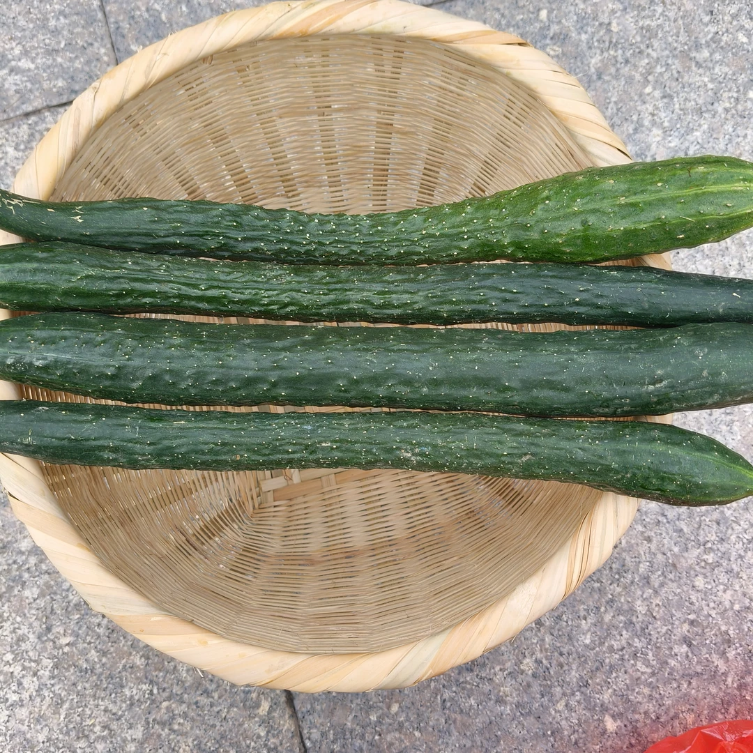 新鲜现摘带刺黄瓜露天头茬老品种可生吃凉拌的应季蔬菜