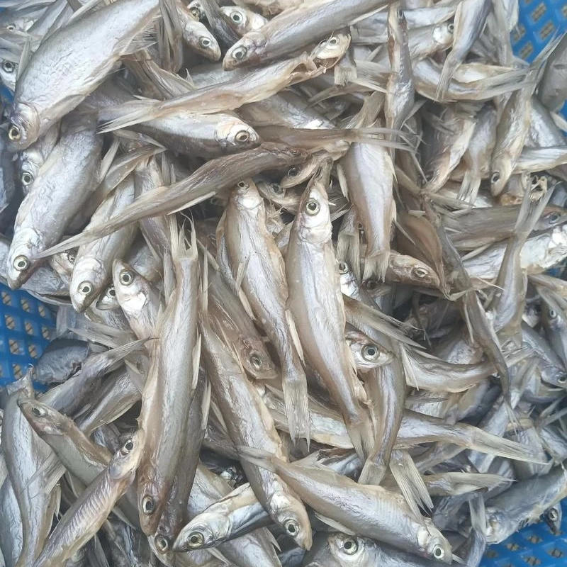 洪湖特产洪湖小餐子鱼，小白条鱼，腌制小鱼
