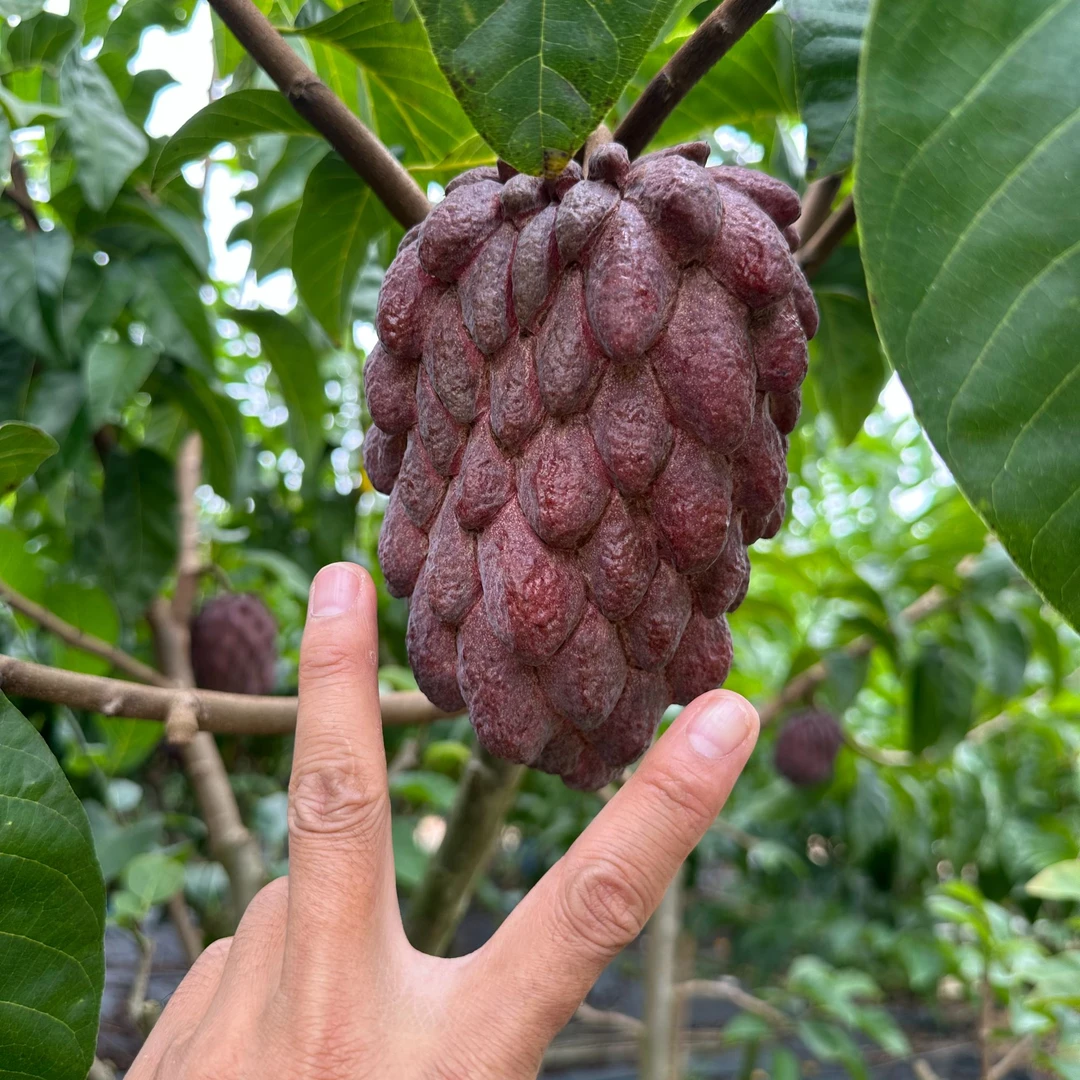 红龙释迦果云南西双版纳产地新鲜发货