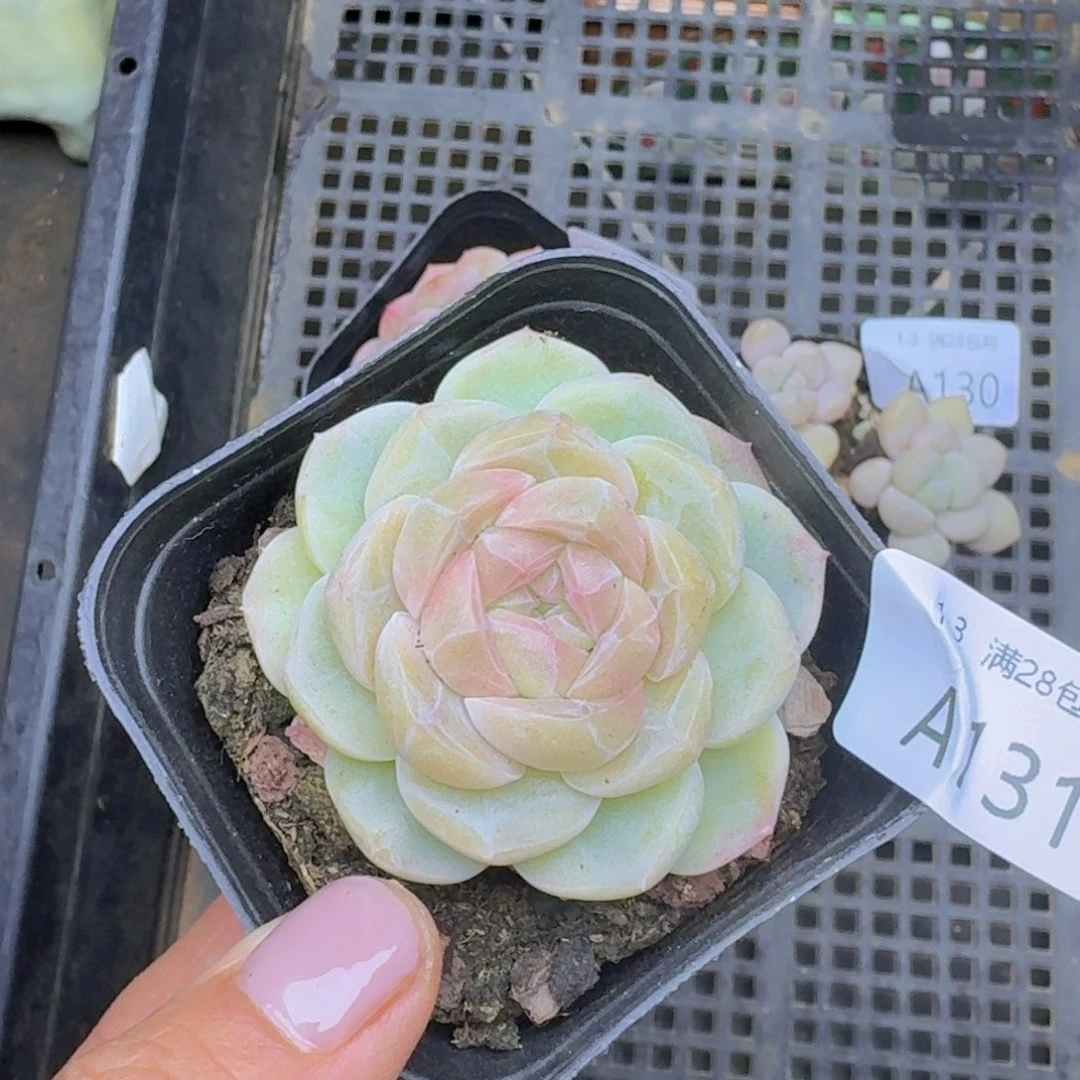 粉珍妮一颗带盆发