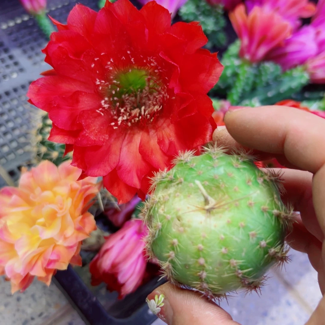 下76彩草45 歪无根侧芽4公分左右20包邮