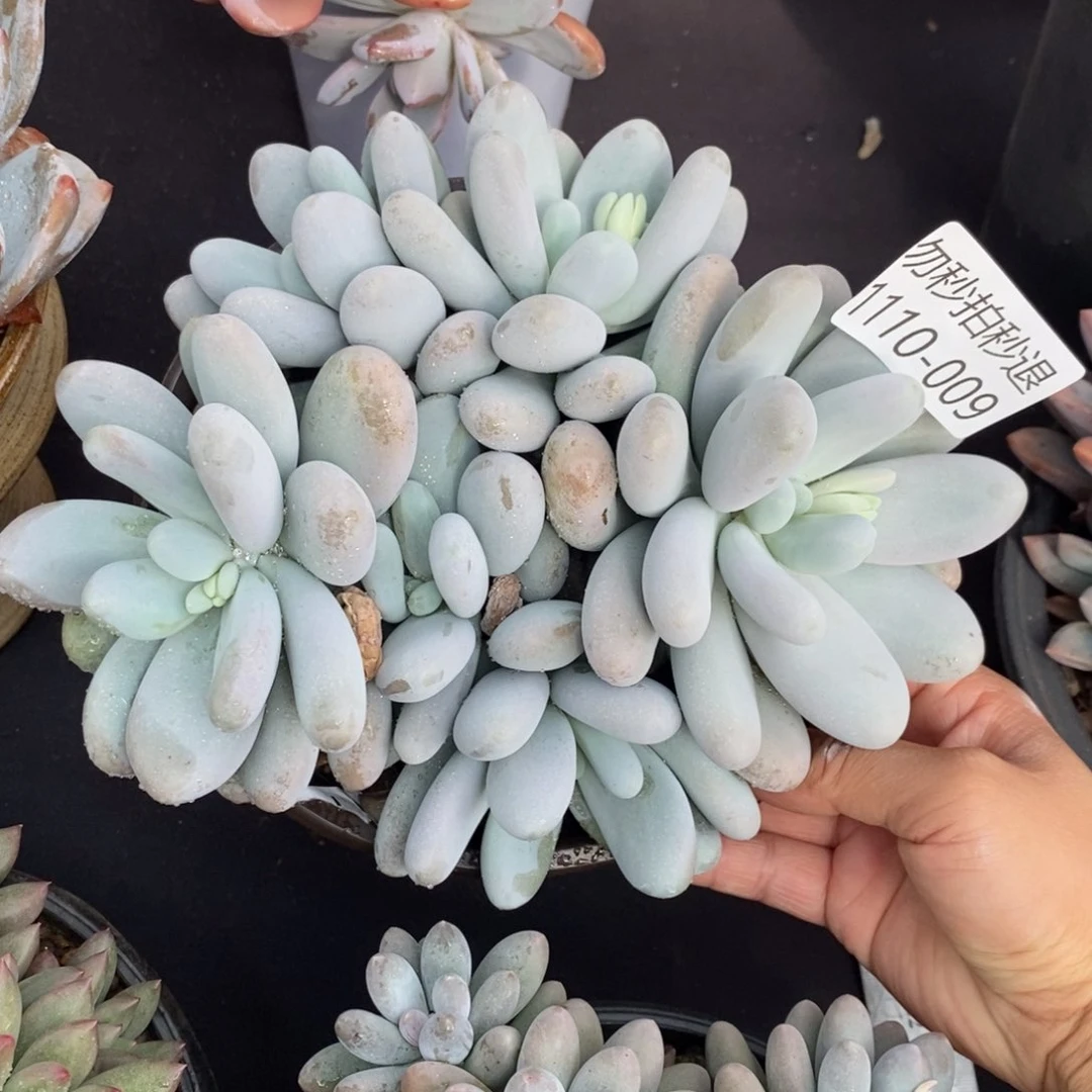 橙*?两单包邮1110-9鸡蛋奶酪