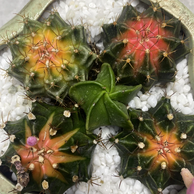 5颗仙人球组合多肉植物