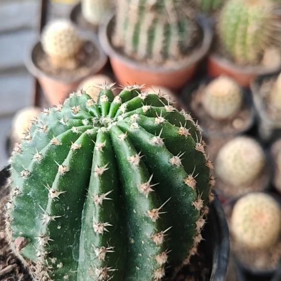 彩草卓雅侧芽6厘米左右福