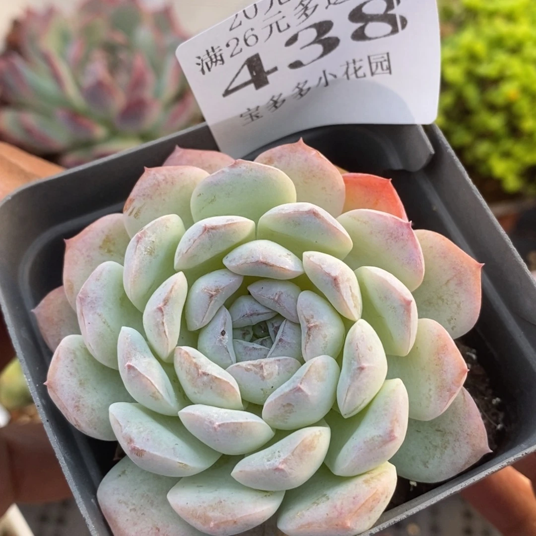 雪颜冰魄一物一拍满20包邮满26送一颗多肉