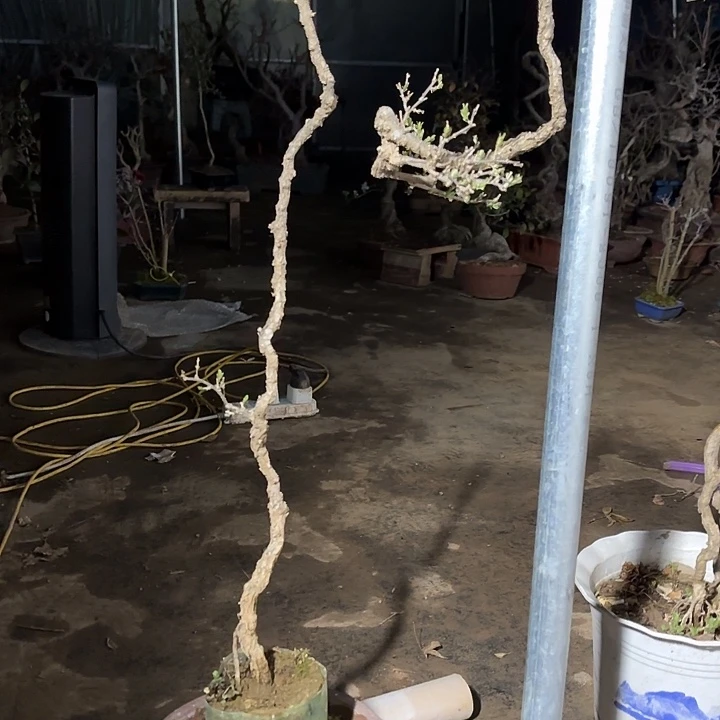 枸杞盆景盆栽植物