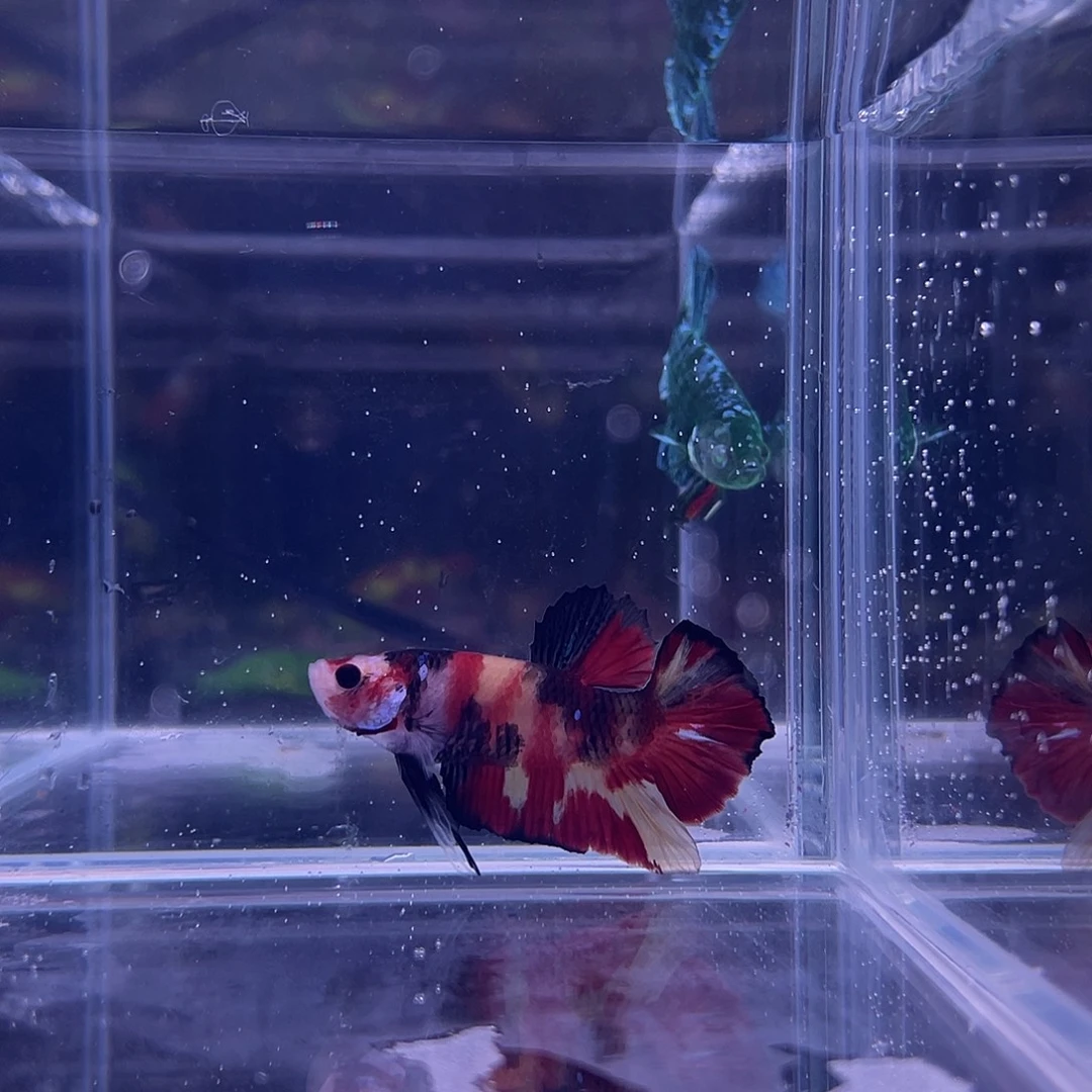 斗鱼可博泰斗092523