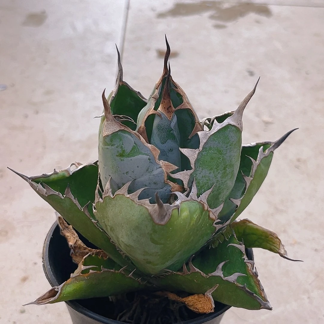 龙舌兰蓝鲸福利价漏