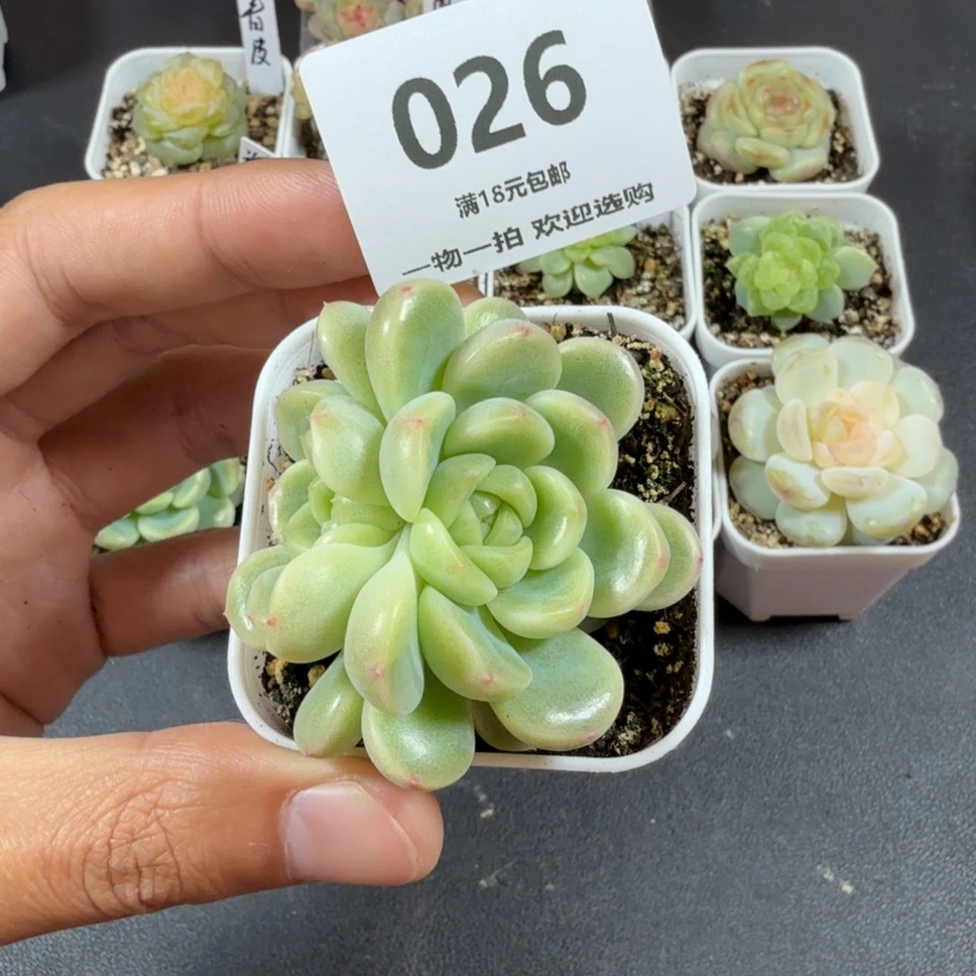 甜心童话双头一物一拍026