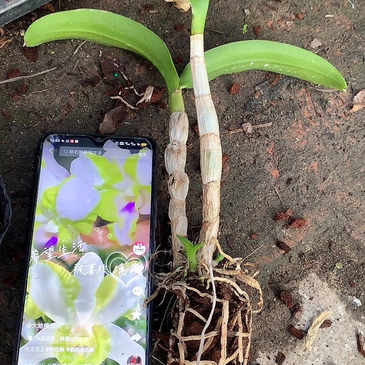 完全开放黄玉龙大小2苗花叶不包损